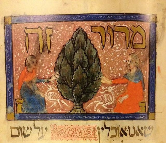 An illustration from the famous Sarajevo Haggadah, displaying the bitter herb (maror) that is traditionally eaten during the Passover seder and is one of the foods on the seder plate.