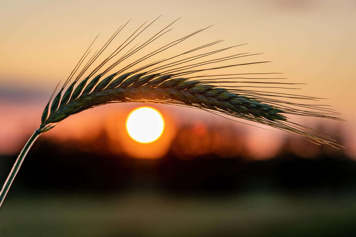 stalk of barley in front of the sun