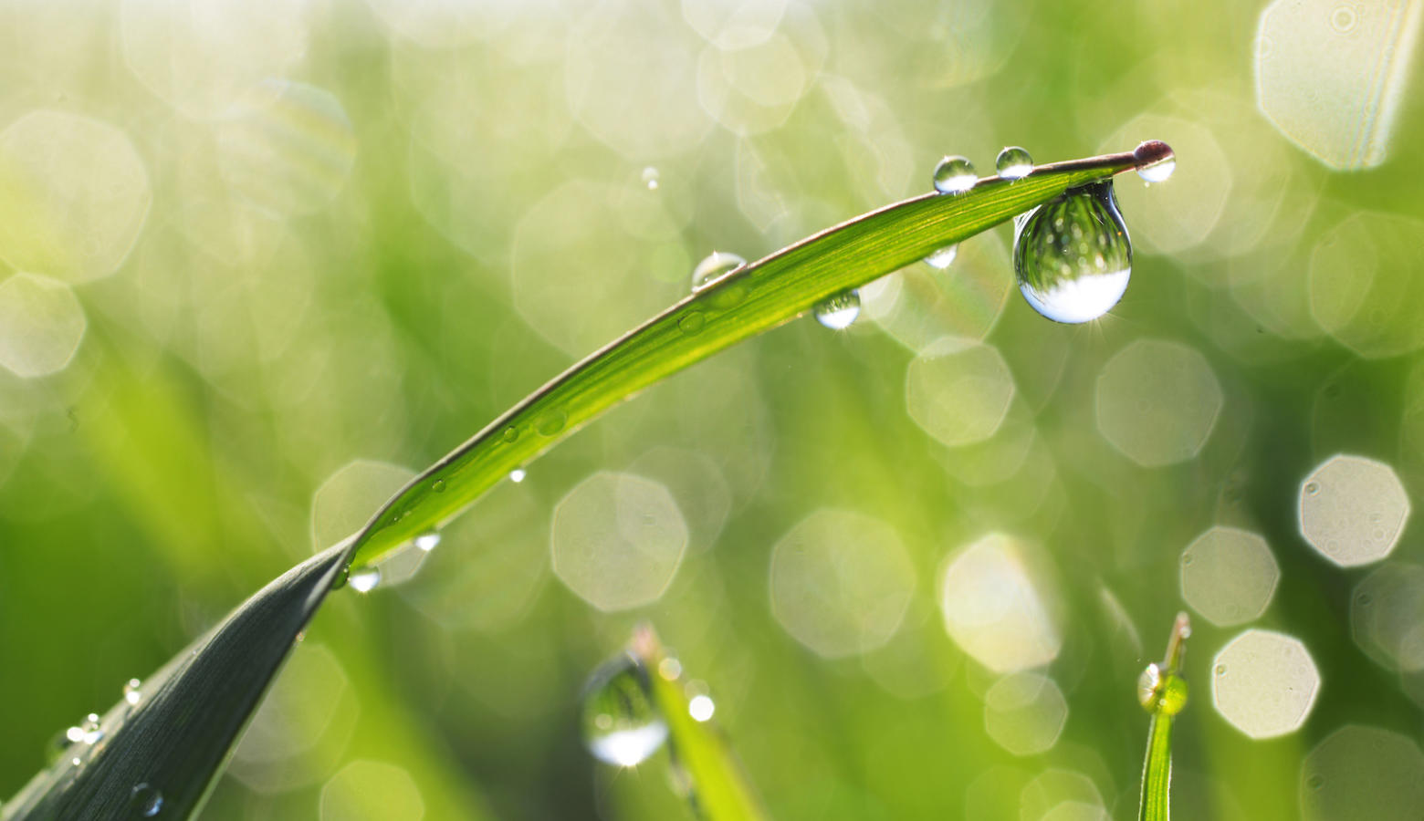 Fresh morning dew on grass