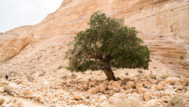 lone olive tree in the desert