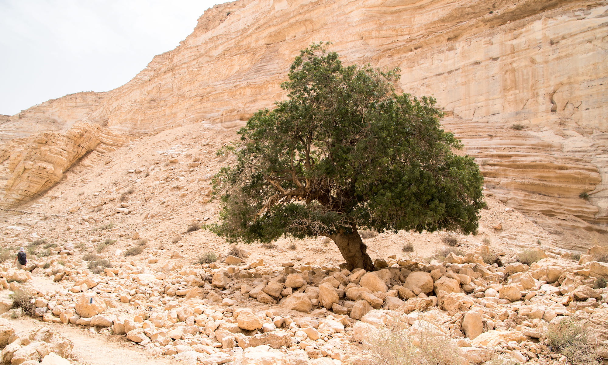 Маслина масличное дерево в Израиле