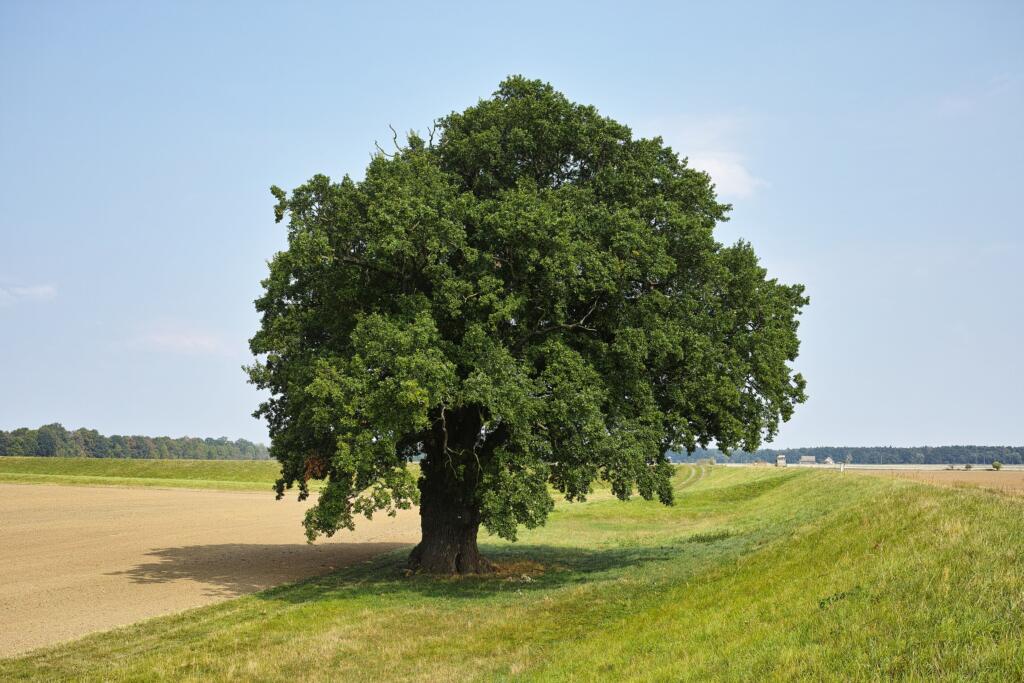 Get Started with Jewish Genealogy | My Jewish Learning