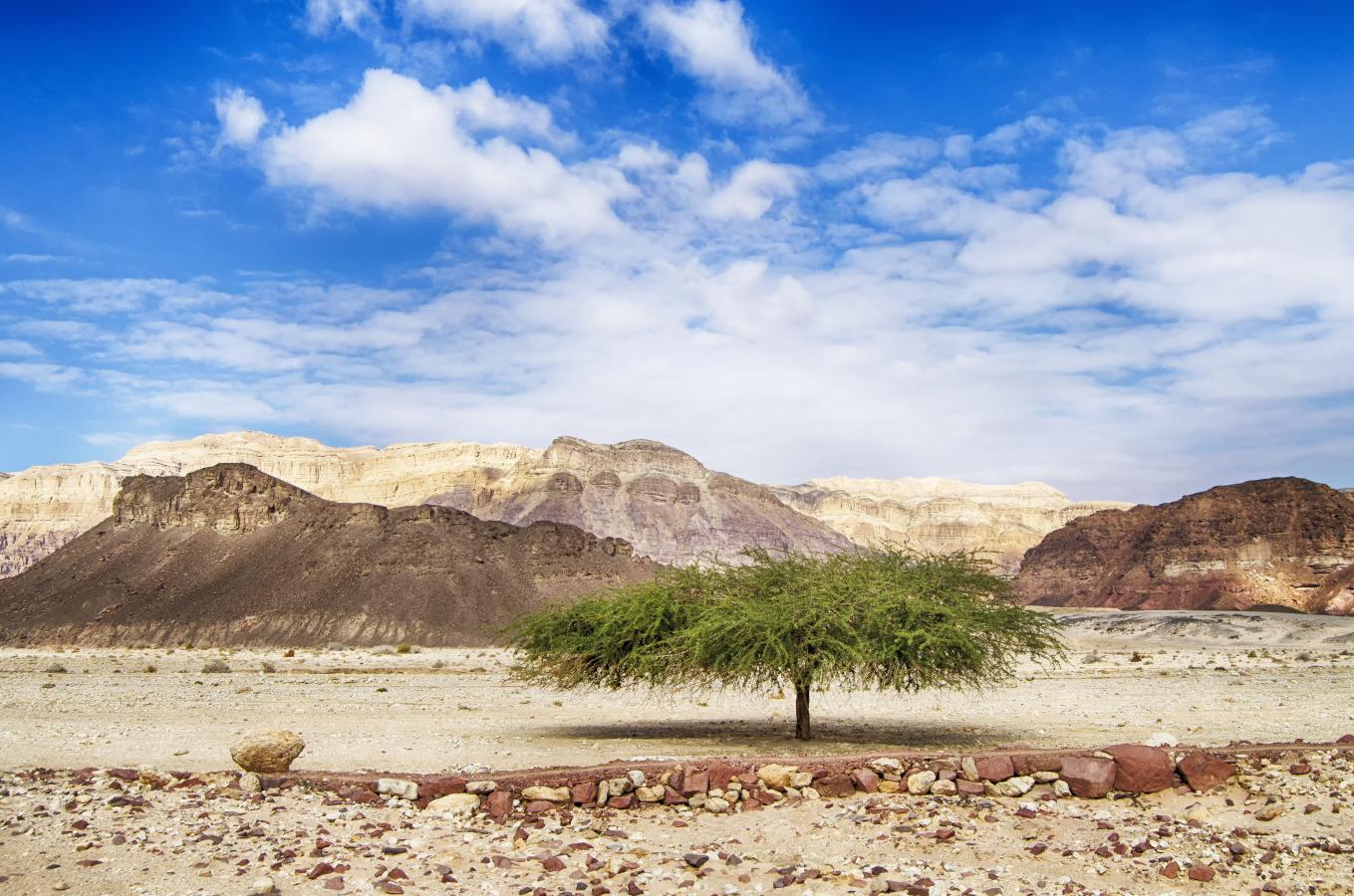 Single tree in the desert.