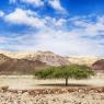 Single tree in the desert.