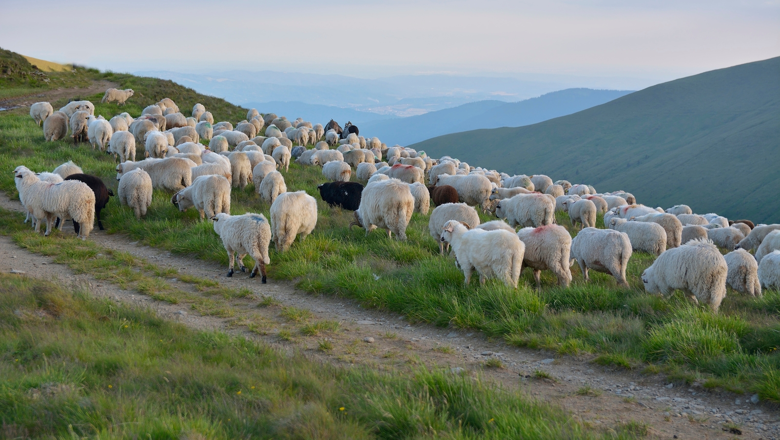 shepherd-consciousness-my-jewish-learning