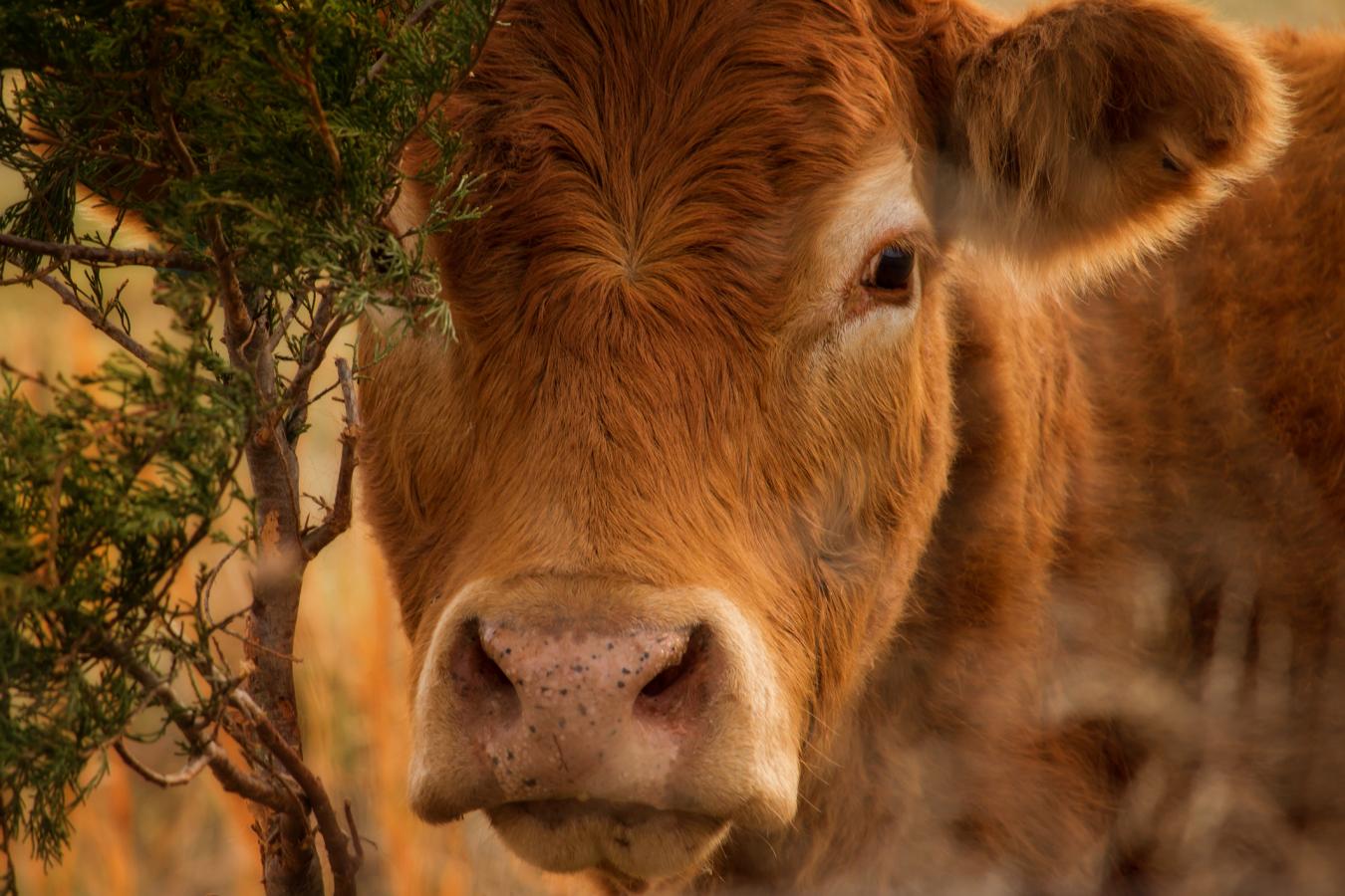 The Red Heifer My Jewish Learning