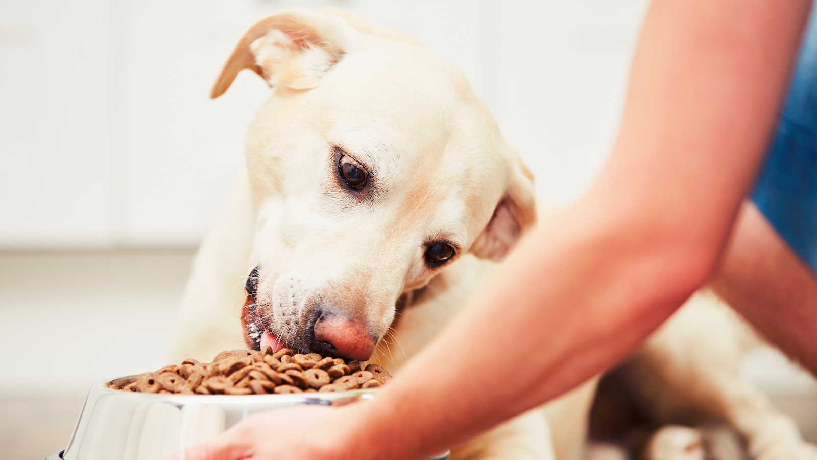 Kosher dog clearance food