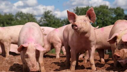 Photograph of pigs in mud.