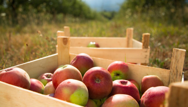 apples passover haroset rosh hashanah