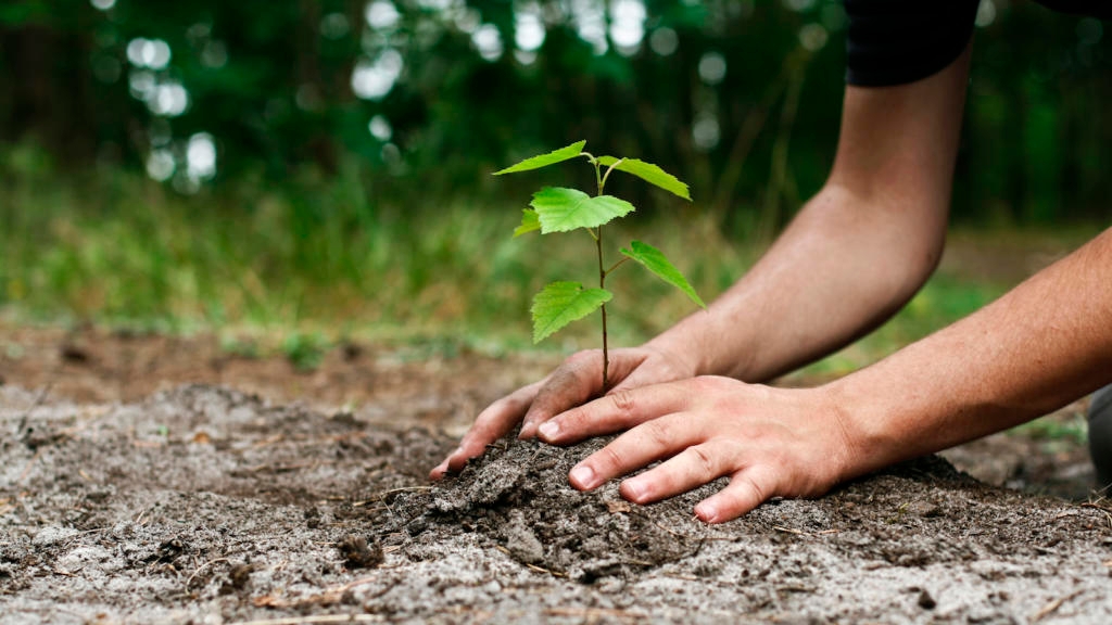 Tu Bishvat 2024 My Jewish Learning