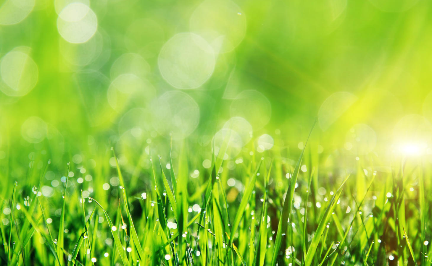 Beautiful spring field with a green grass