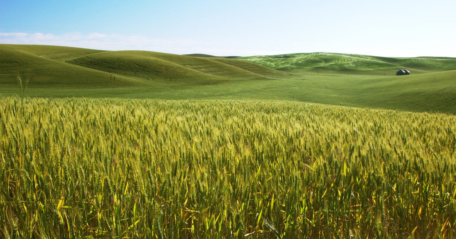 barley field