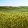 barley field