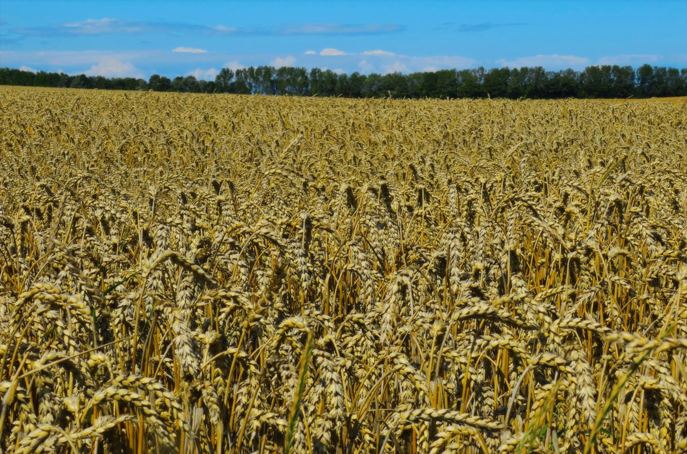 barley field