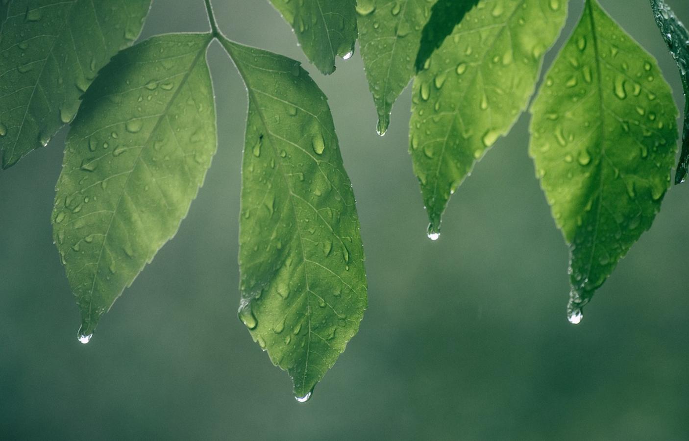 Tefillat Geshem: The Prayer for Rain | My Jewish Learning