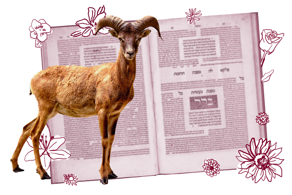 Picture of a goat in front of a page of Talmud.