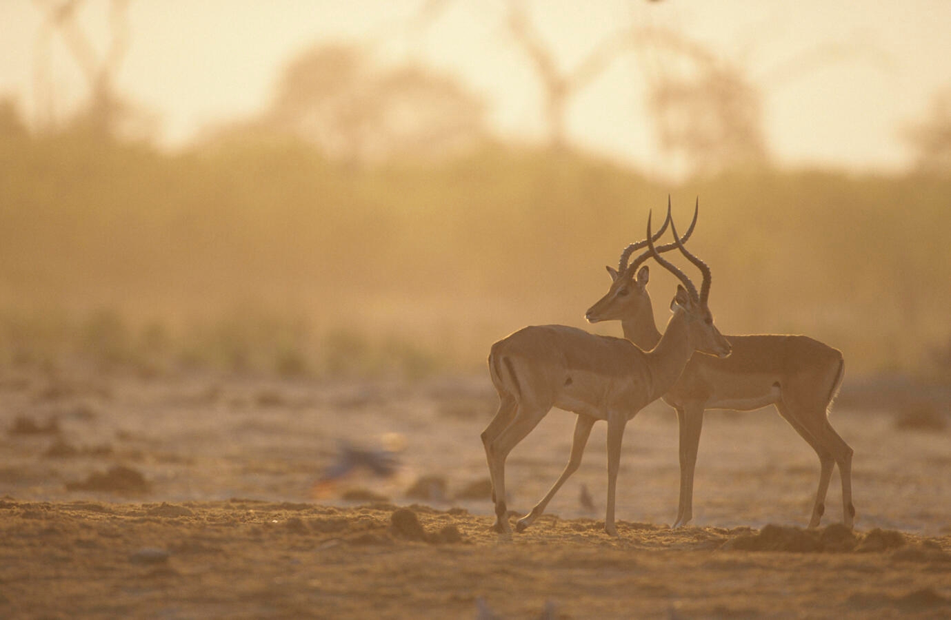 two gazelles standing together outside