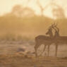 two gazelles standing together outside