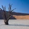 sillhouette of a dead tree in the desert