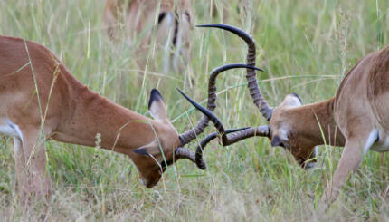 Two impalas with horns locked.