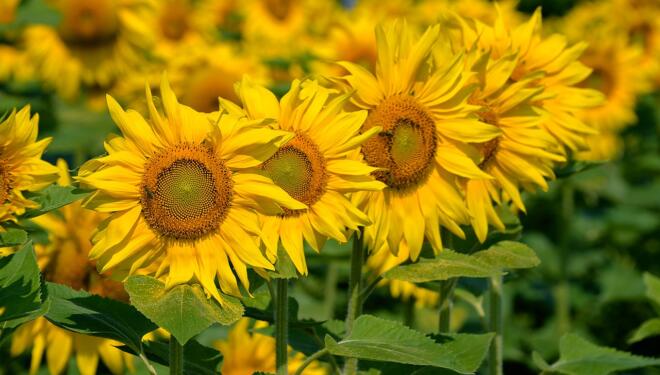 a row of sunflowers