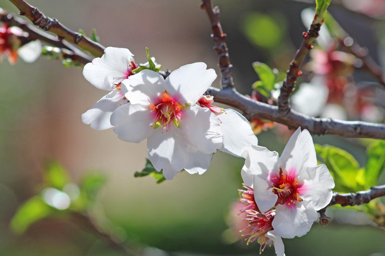 Photo of a flowering tree branch.