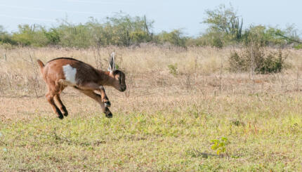 photo of a baby goat jumping in field