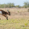 photo of a baby goat jumping in field