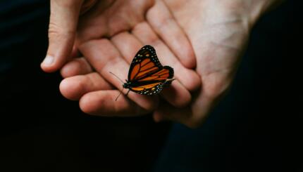 photo of a butterfly resting in someone's hands