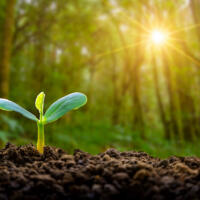 Planting seedlings young plant in the morning light on nature background