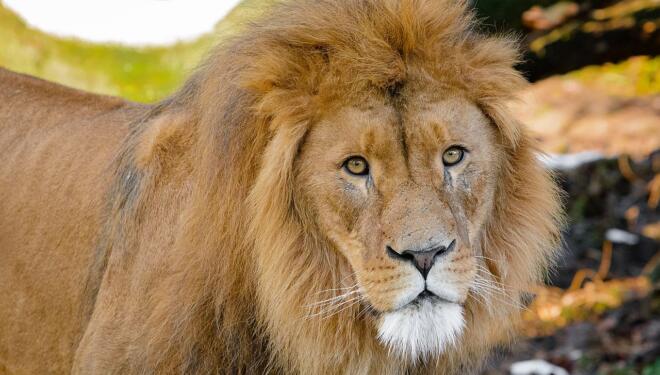 Photo of an African lion