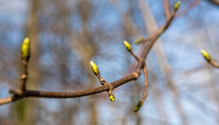 fresh buds in springf