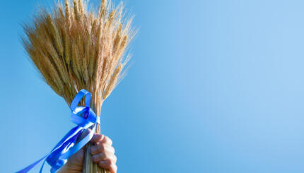 Shavuot jewish holiday celebration. Ripe bouquet of wheat with blue ribbon hold by male hand on blue summer sky backgrounds. Symbols of jewish holiday Shavuot. Shavuot Jewish Holidays concept. Mock up