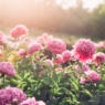 Beautiful pink peony flowers in the summer garden in sunny day, floral background