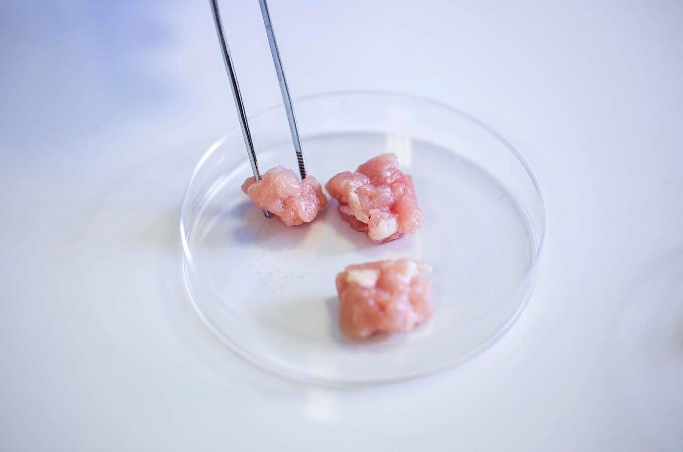 Close up view of cultivated meat samples being picked with a pair of precision tweezers