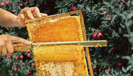 Jewish beekeeping honey Rosh Hashanah