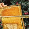 Jewish beekeeping honey Rosh Hashanah