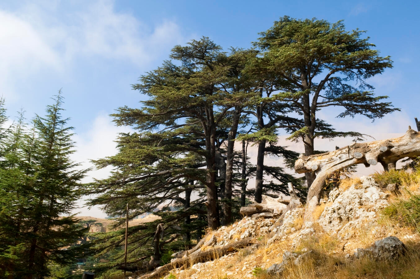 Photo of cedar trees in Lebanon.