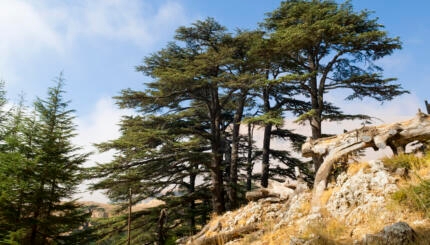 Photo of cedar trees in Lebanon.