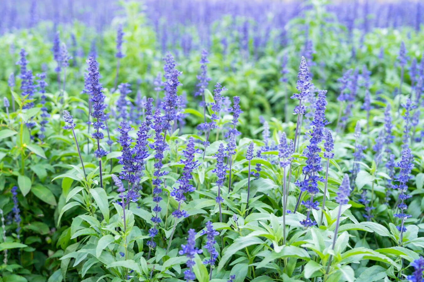 photo of blue salvia flowers