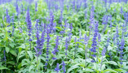 photo of blue salvia flowers